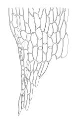 Brachythecium fontanum, alar cells of stem leaf. Drawn from holotype, A.J. Fife 9251, CHR 461262.
 Image: R.C. Wagstaff © Landcare Research 2019 CC BY 3.0 NZ